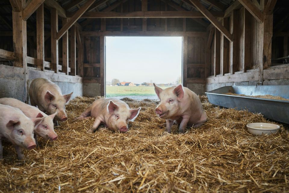 Varkens in vers stro in een lichte boerenschuur