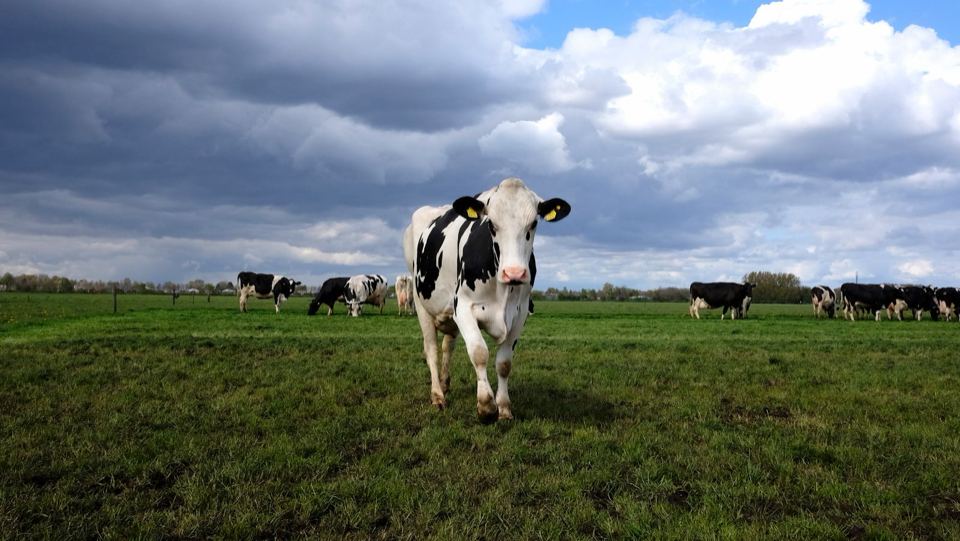 Zwartbonte koe in een Hollandse weide onder een wolkenlucht
