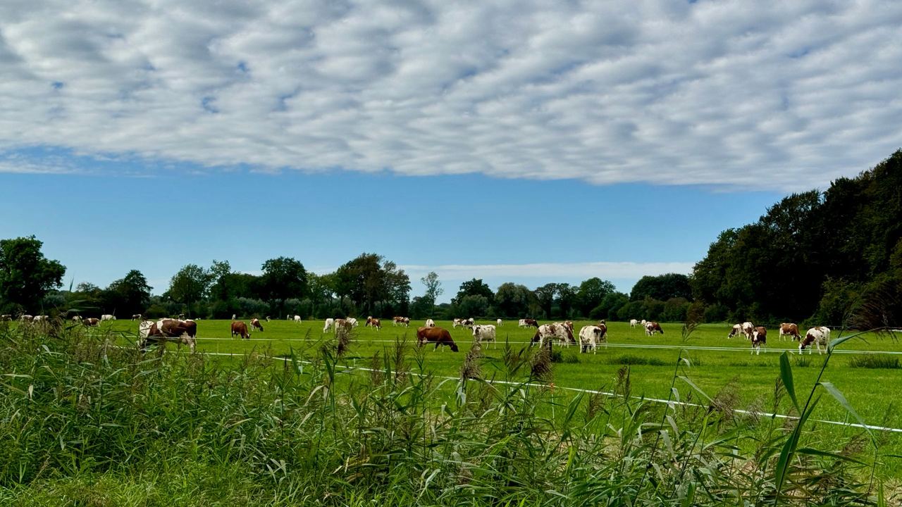 Weids Hollands weidelandschap met grazende roodbonte koeien